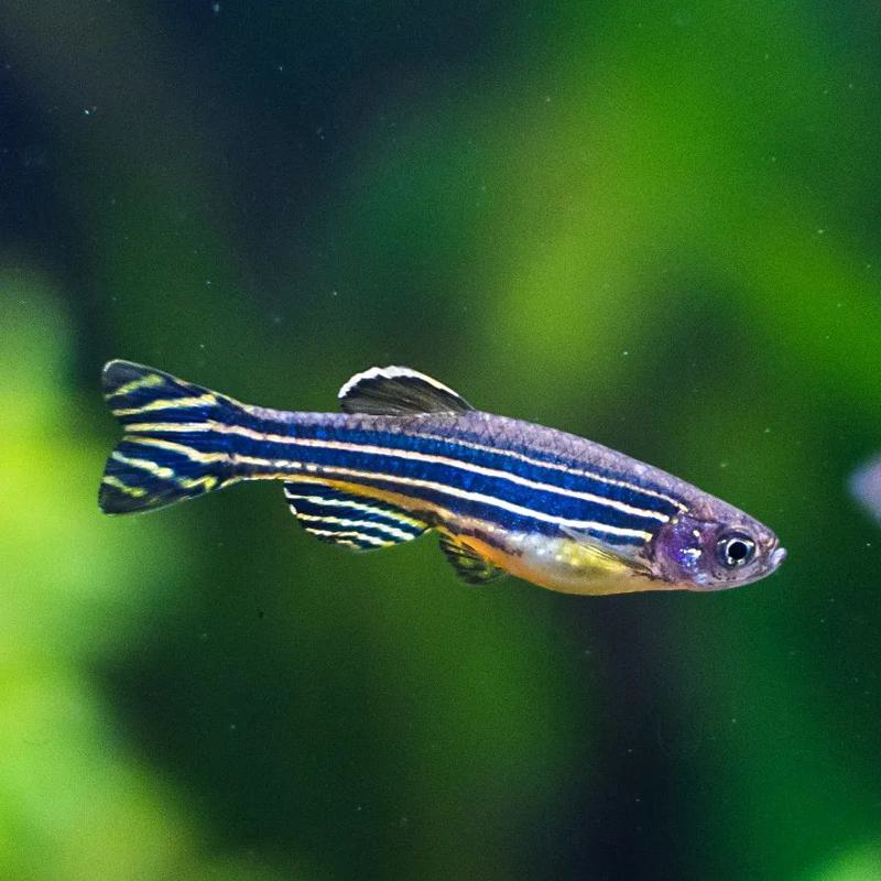 Zebrafish