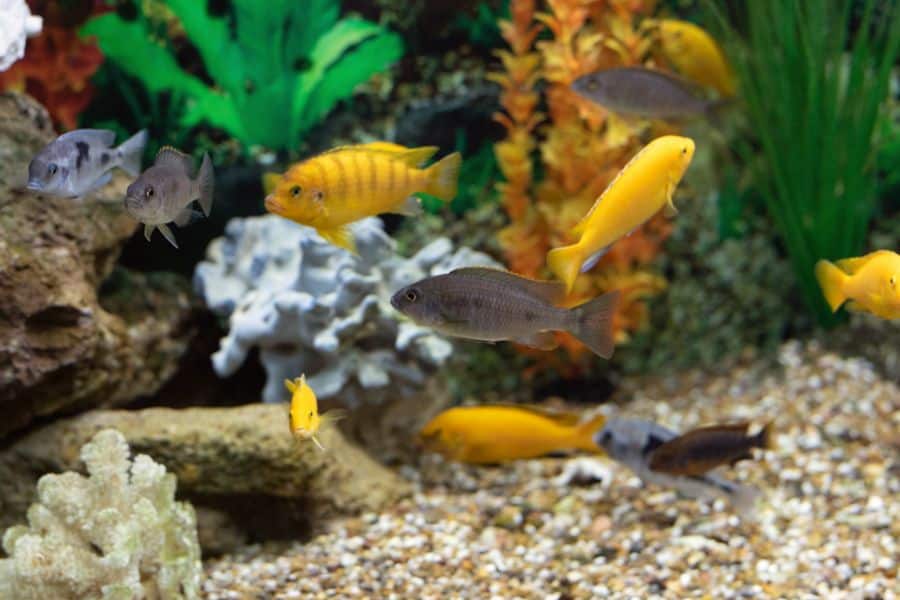 african cichlid tank