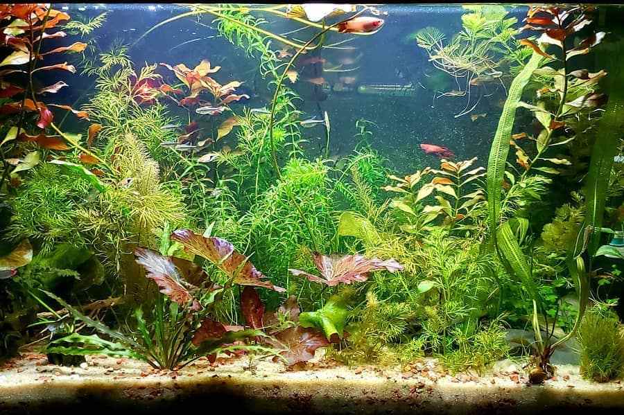 13 Best Aquarium Plants for a Sandy Substrate