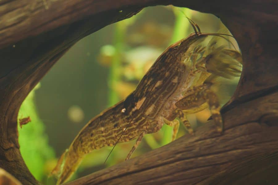 bamboo shrimp