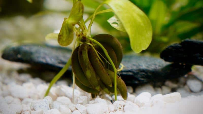 banana plant for aquarium