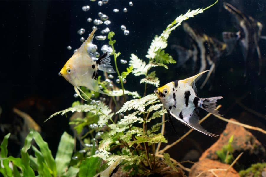 Angelfish