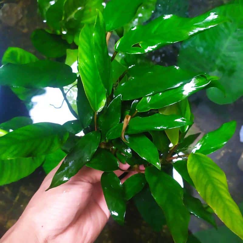 Anubias Barteri var. Glabra