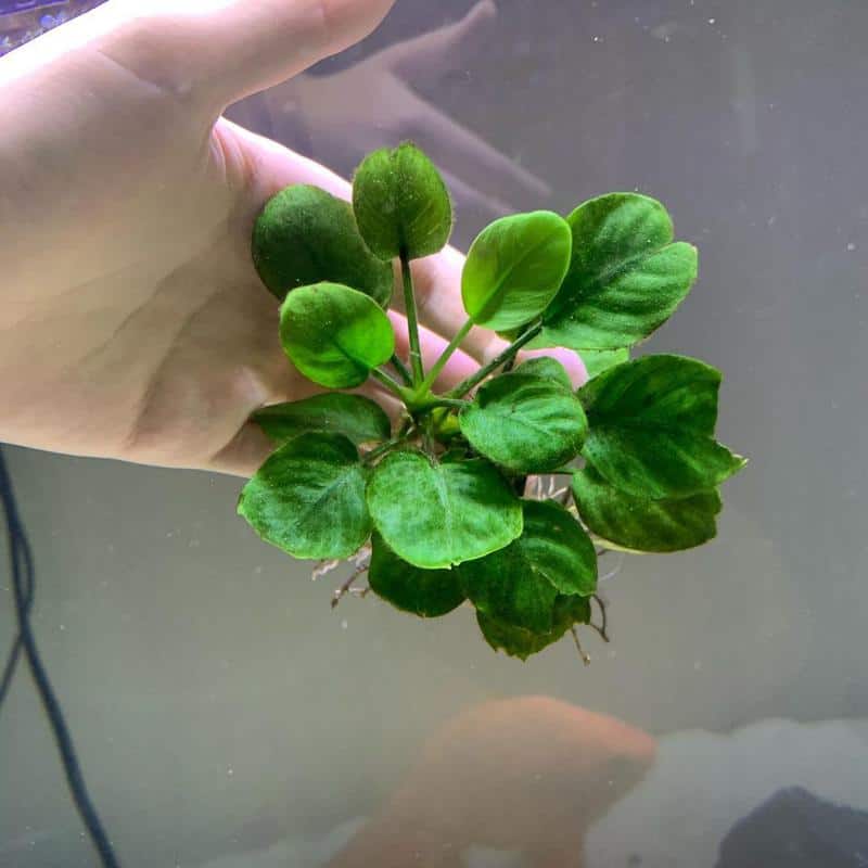 Anubias Golden Coin