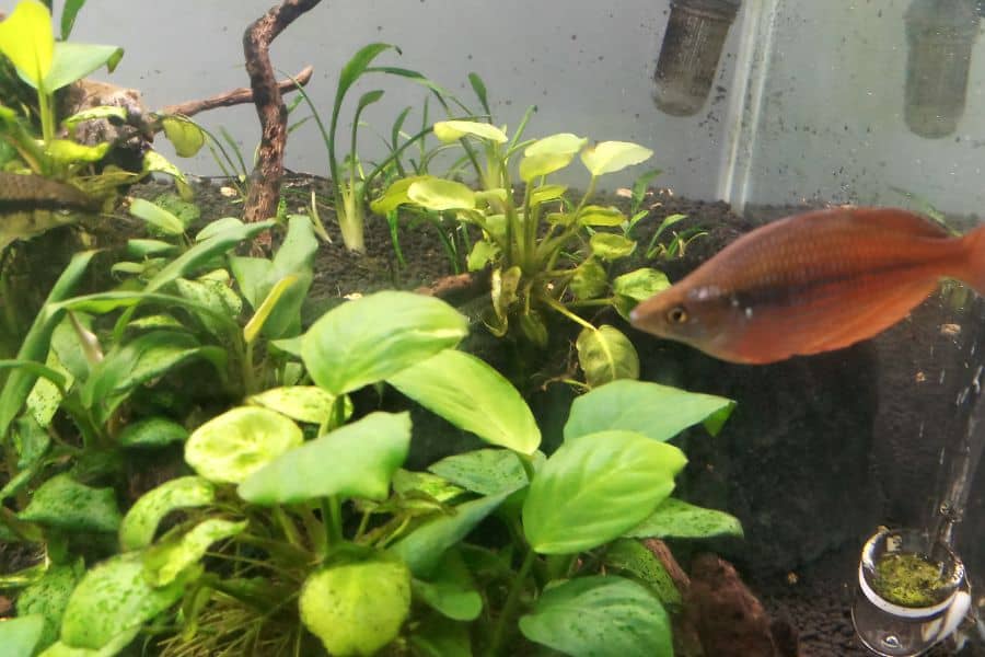 Anubias Plant