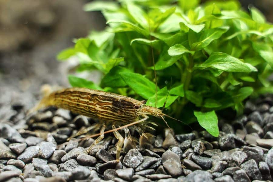 Bamboo Shrimp(Atyopsis moluccensis)