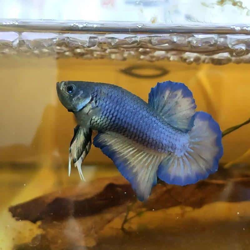 Betta Crossbreeding Chart