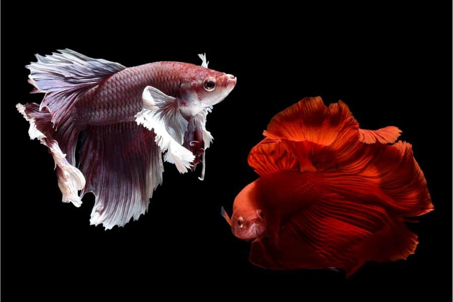 Betta Fish