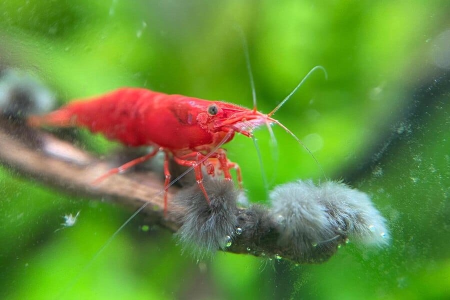 Black Beard Algae Eaters