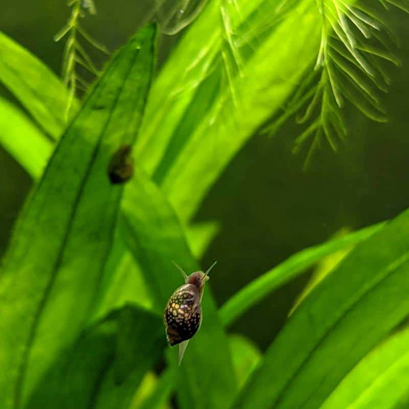 Bladder Snail Guide: Size, Lifespan, Care, Diet & More