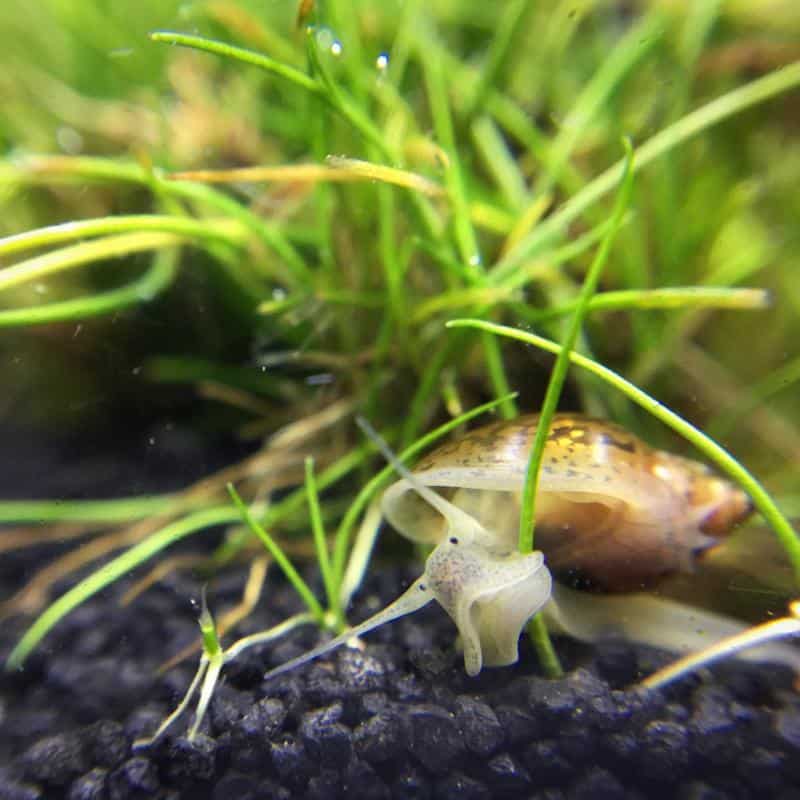 Bladder Snail Diet