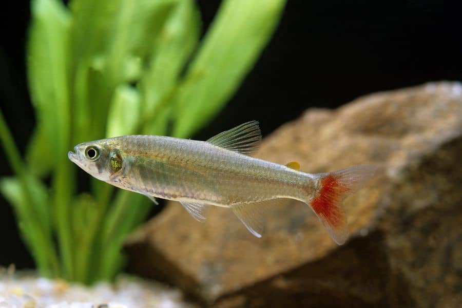 Bloodfin Tetra