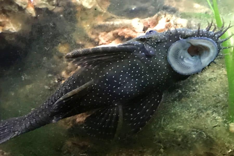 Bristlenose Plecos