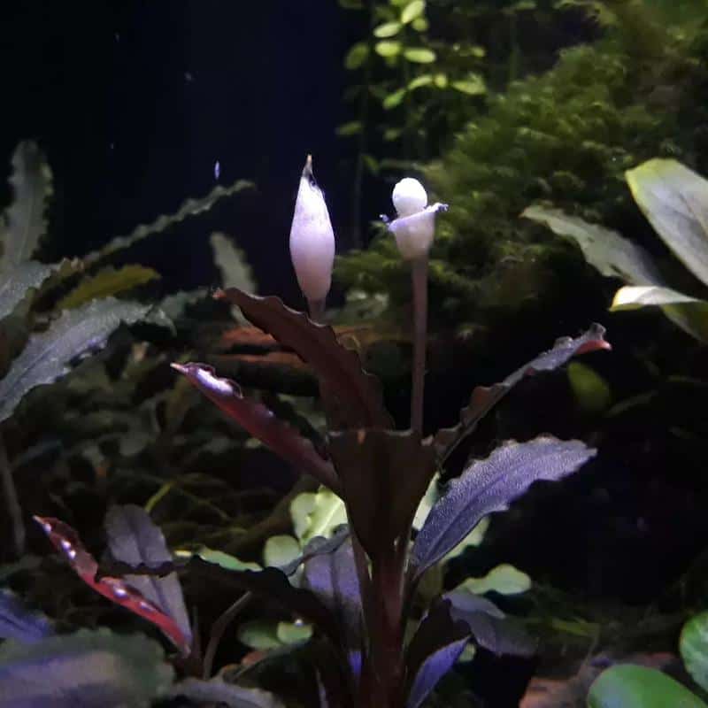 Bucephalandra Flowering