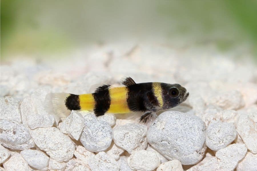 Bumblebee Gobies