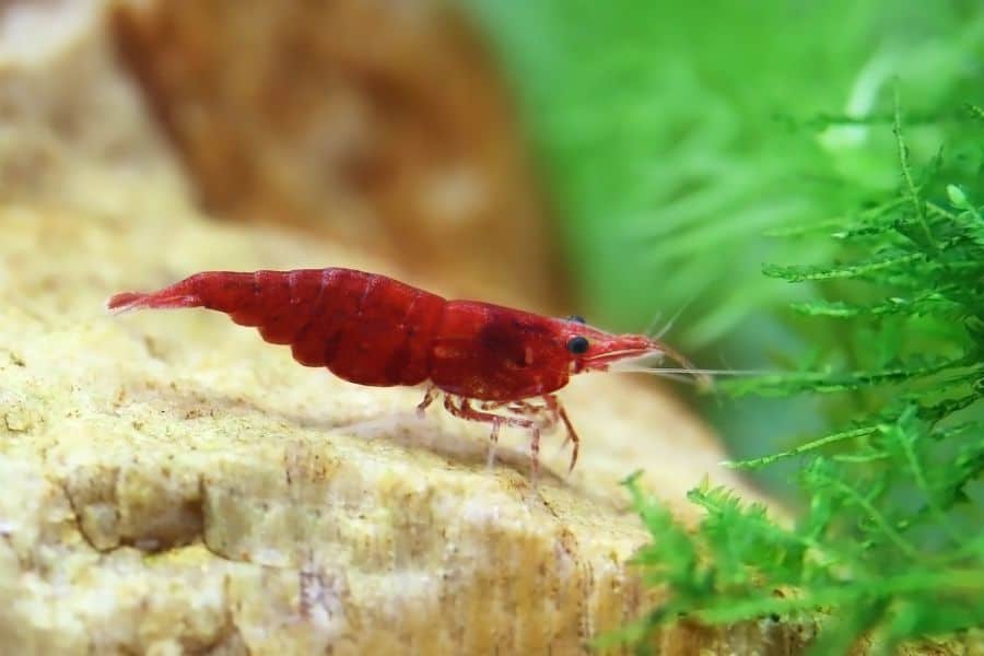 Cherry Shrimp (Neocaridina davidi)