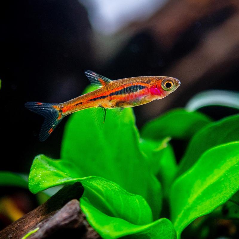 Chili Rasbora