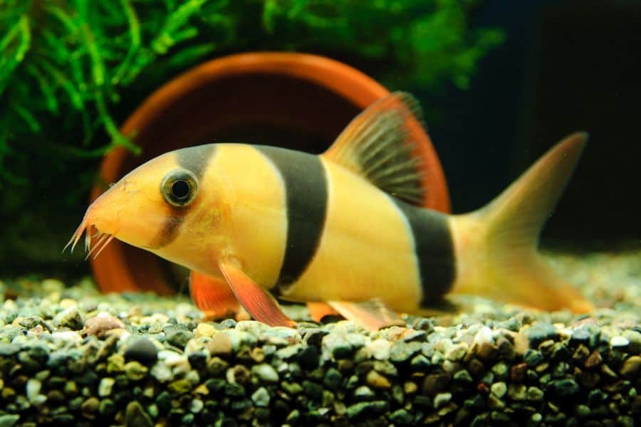 Clown Loach