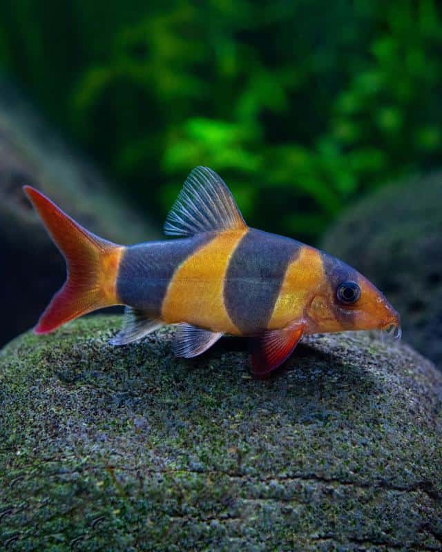 Clown Loach