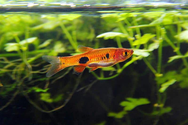 Clown Rasbora