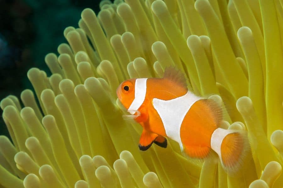 Clownfish