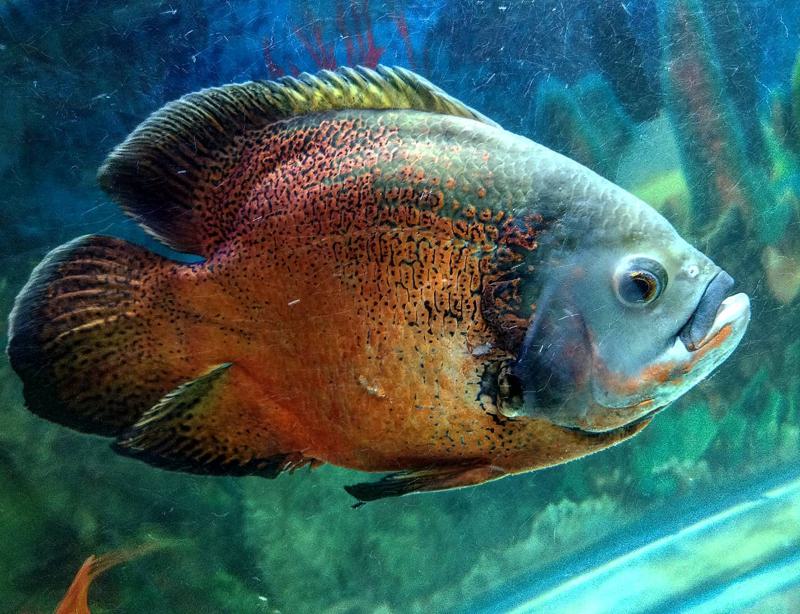 15 Types of Oscar Fish and Their Color Schemes