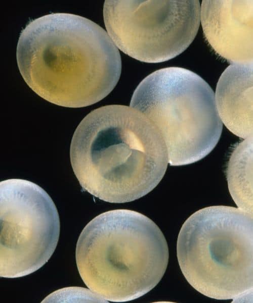 Cory Catfish Eggs