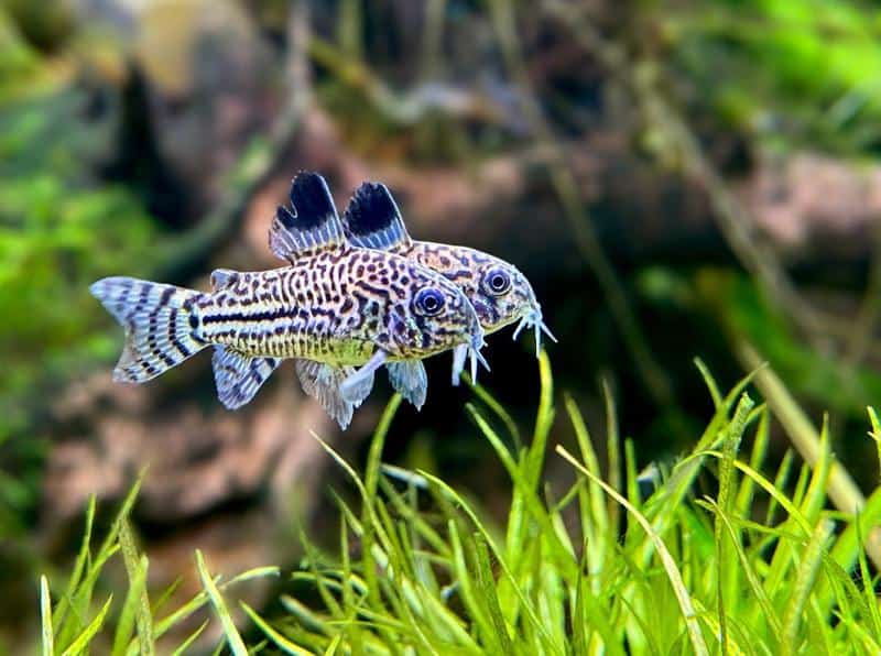 Corydoras Catfish