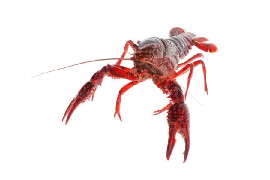 Crayfish