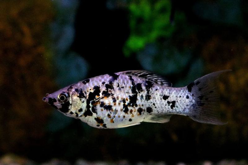 Dalmatian Molly Appearance