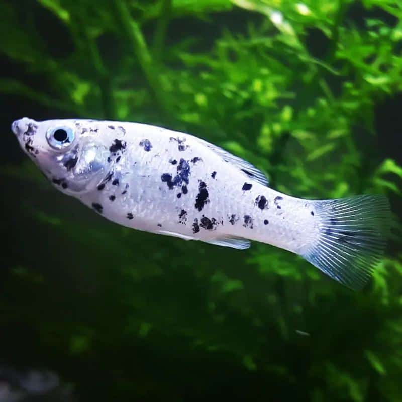 Dalmatian Molly Care