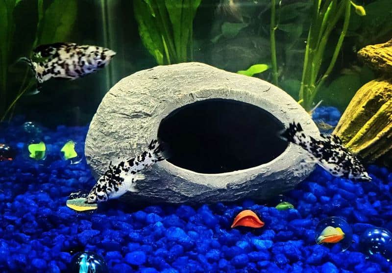 Dalmatian Molly Tank Requirements