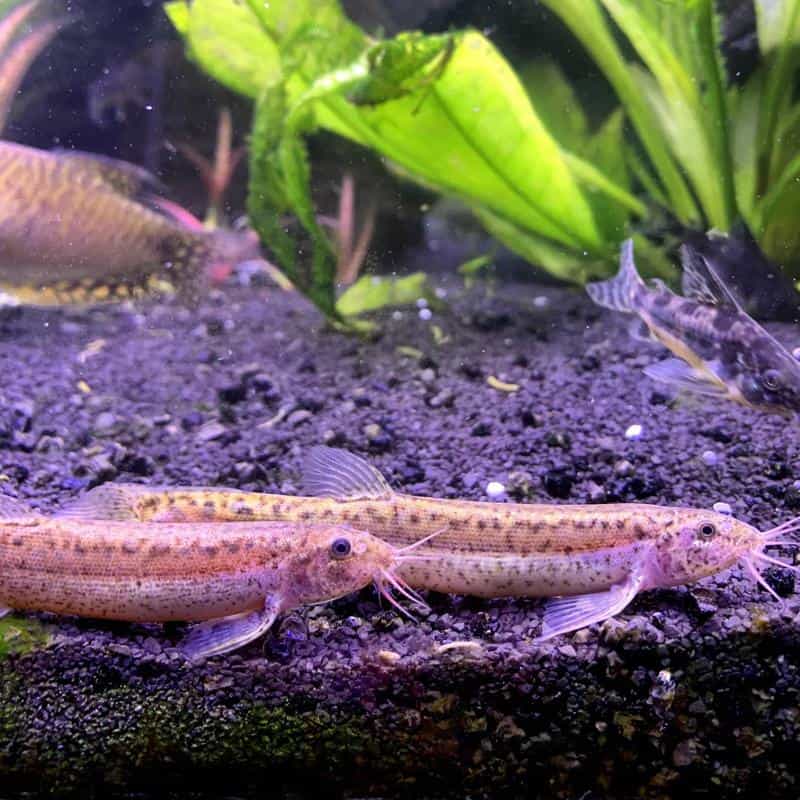 Dojo Loach Care A Fish that Predicts Bad Weather