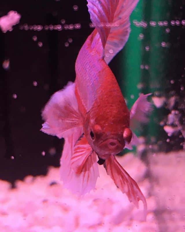 Dumbo Betta