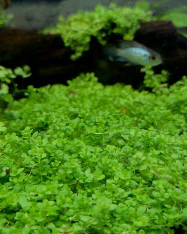 Dwarf Baby Tears (Hemianthus callitrichoides)