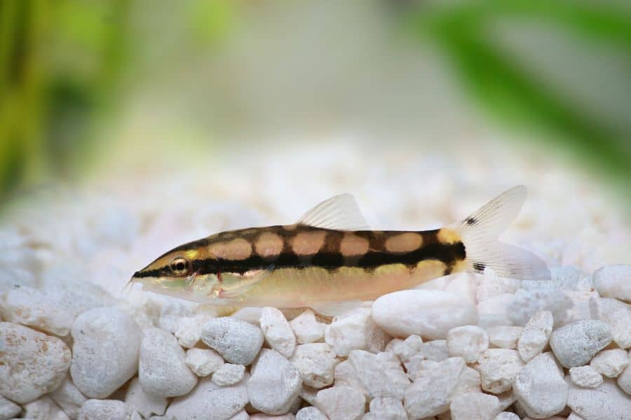 Dwarf Chain Loach