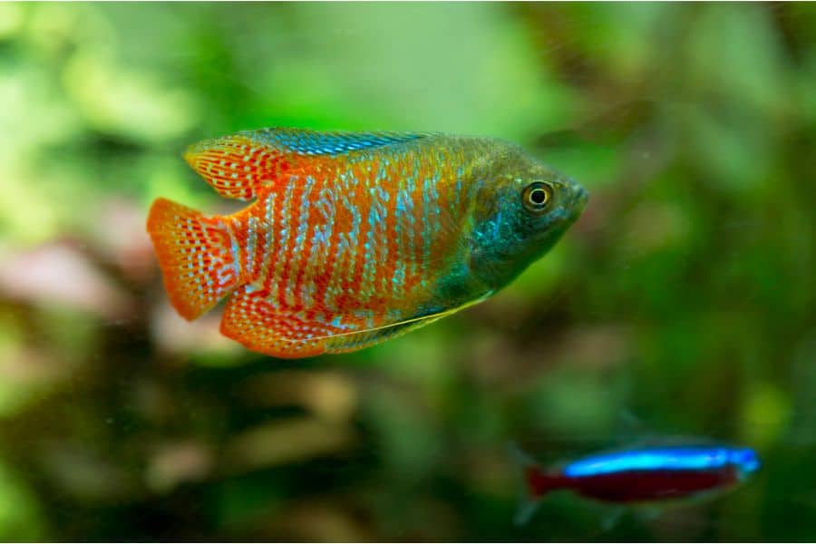 Dwarf Gourami