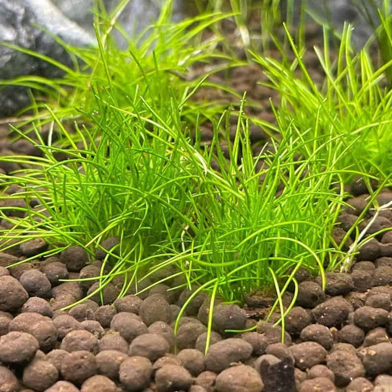 Dwarf Hairgrass (Eleocharis parvula)