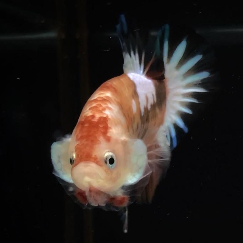 Flaring betta fish