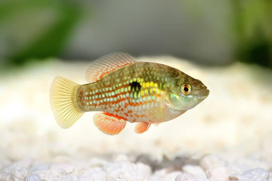 Florida Flagfish