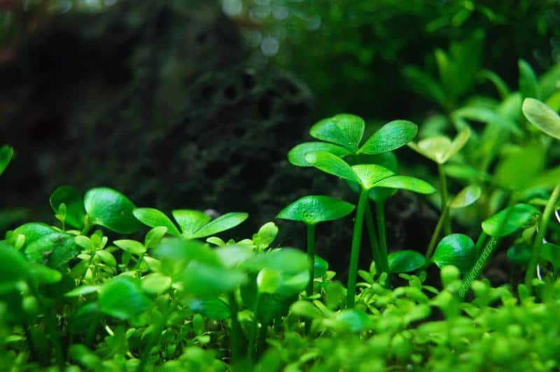 Four Leaf Clover (Marsilea hirsuta)