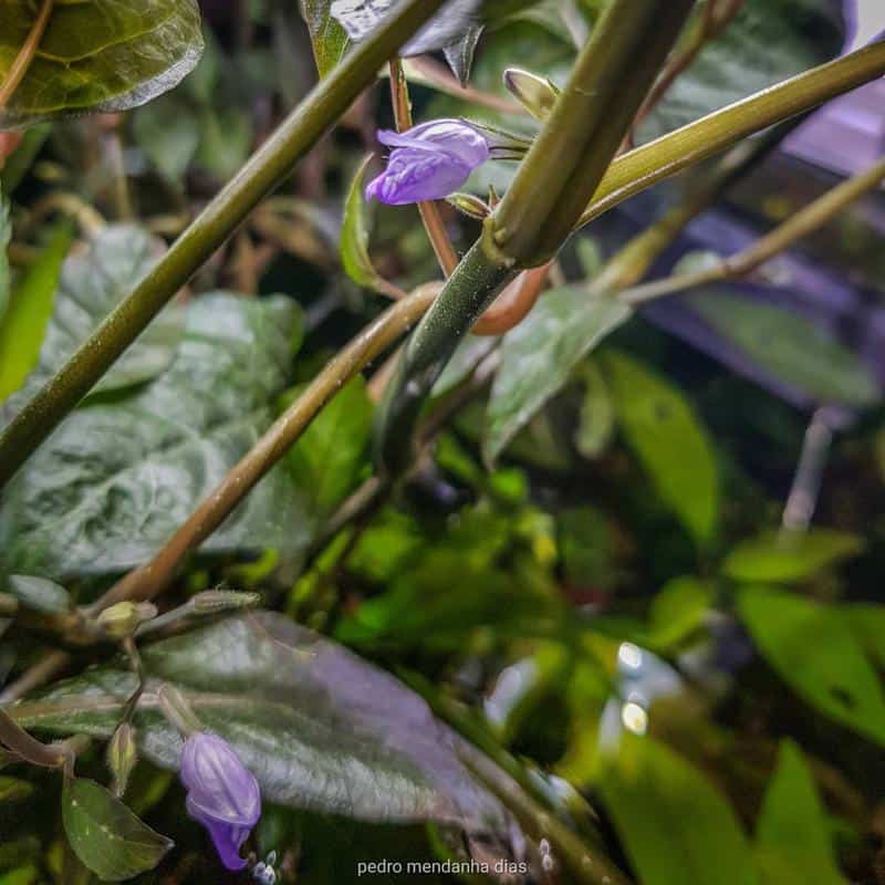 Giant Hygrophila (Hygrophila corymbosa)