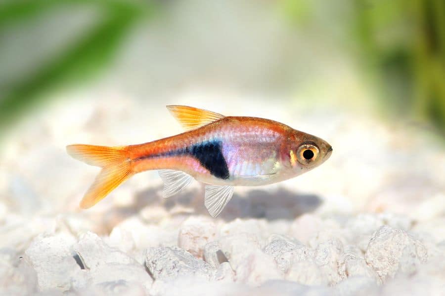 Harlequin Rasbora