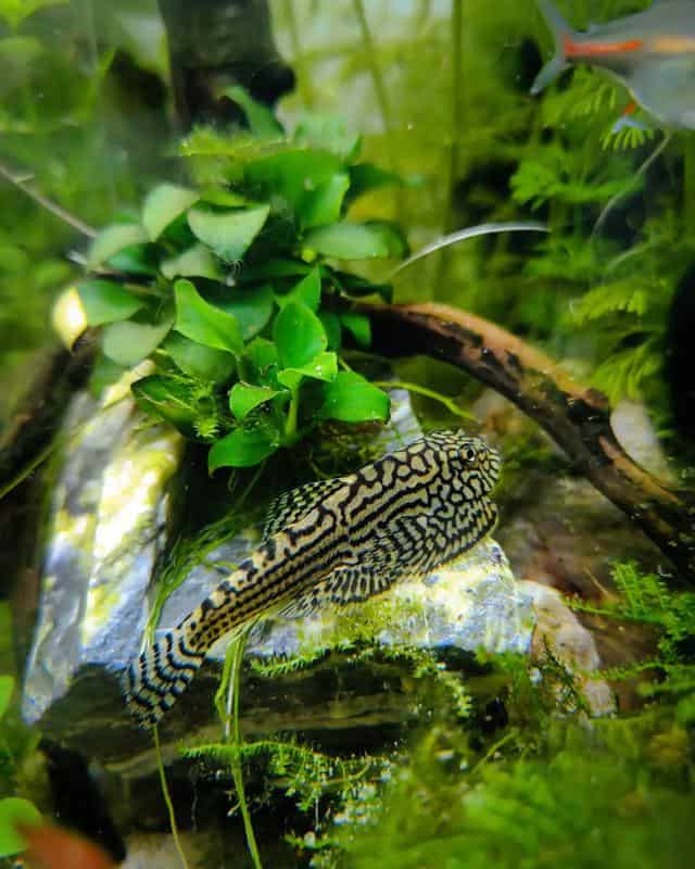 Hillstream Loach