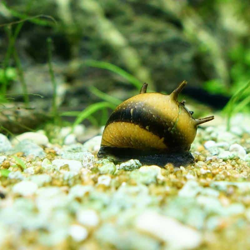 Horned Nerite Snail