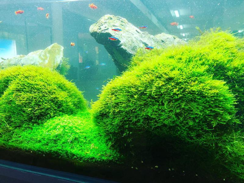 Java Moss (Vesicularia dubyana)