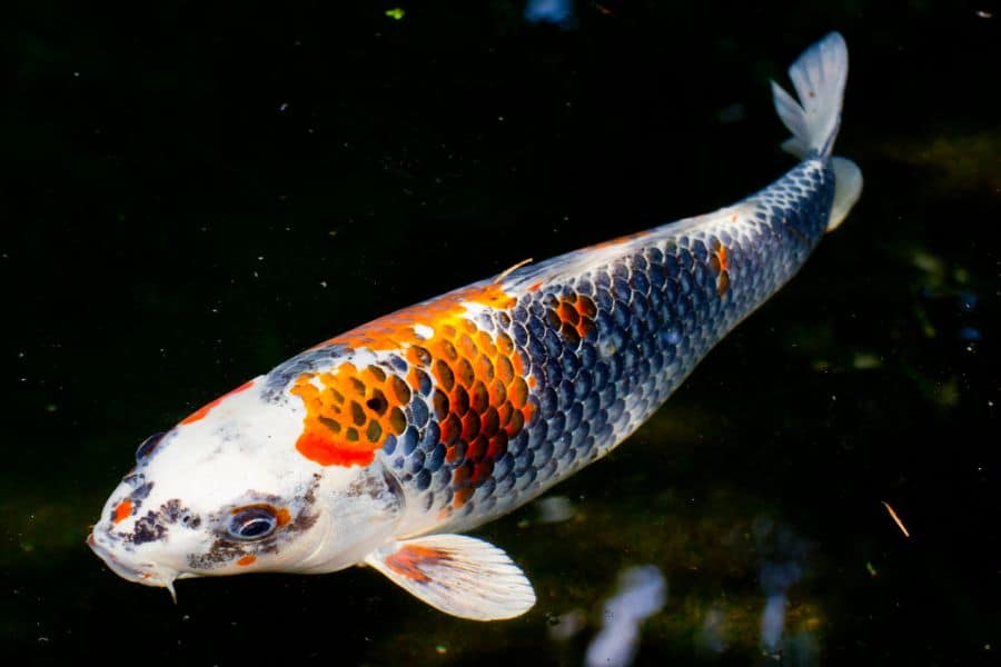 Koi Carp