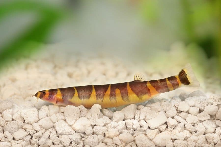 Kuhli Loach