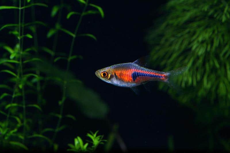 Lambchop Rasbora