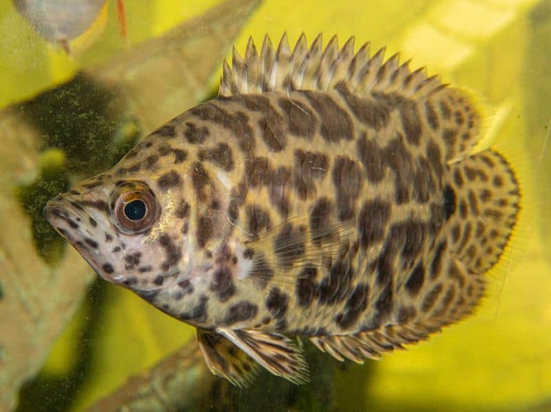 Leopard Bush Fish